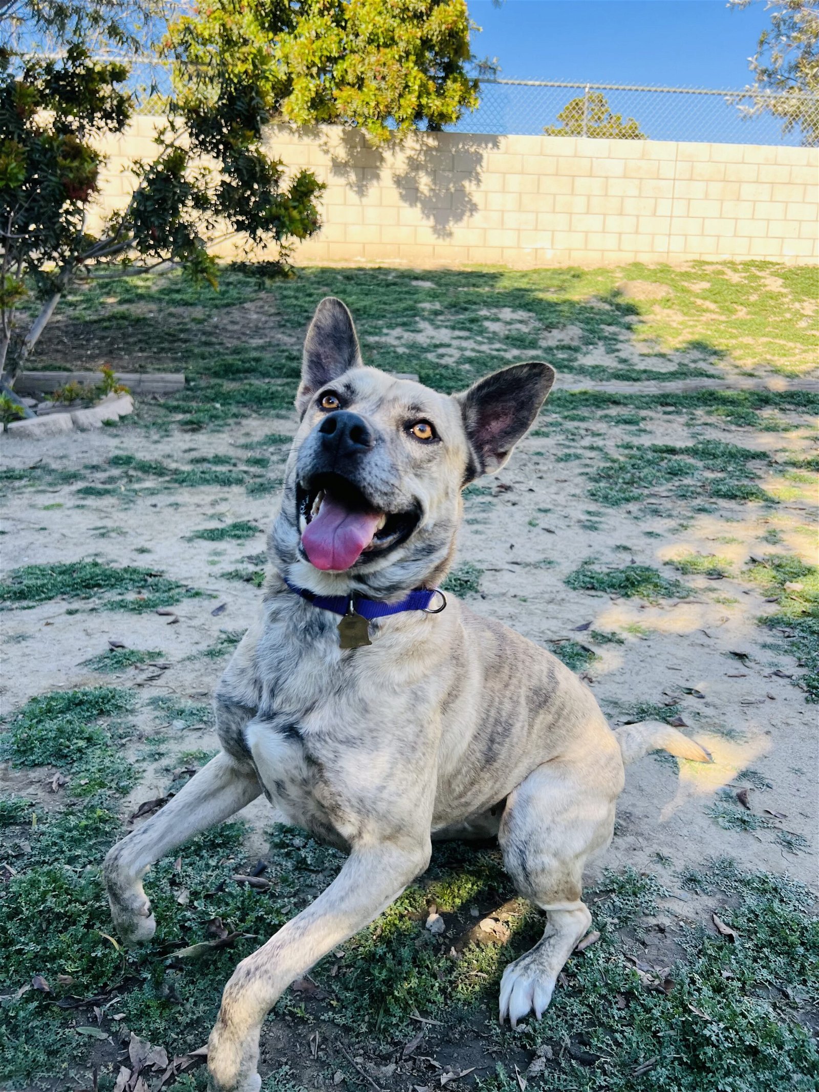 adoptable Dog in Seal Beach, CA named Hazel