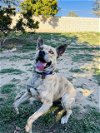adoptable Dog in seal beach, CA named Hazel