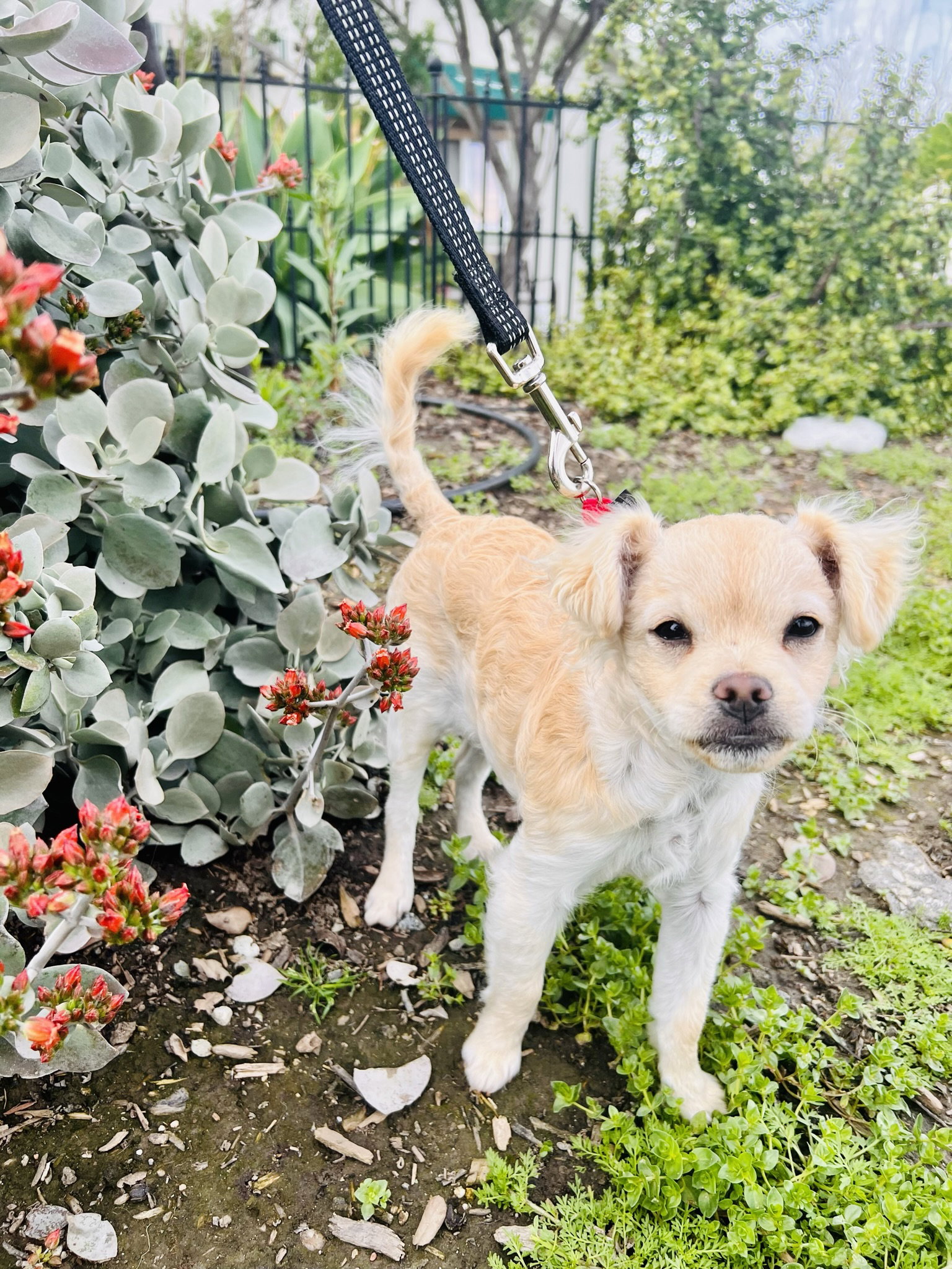 Dog for Adoption Parsley, a Maltese in Los Alamitos, CA Alpha Paw