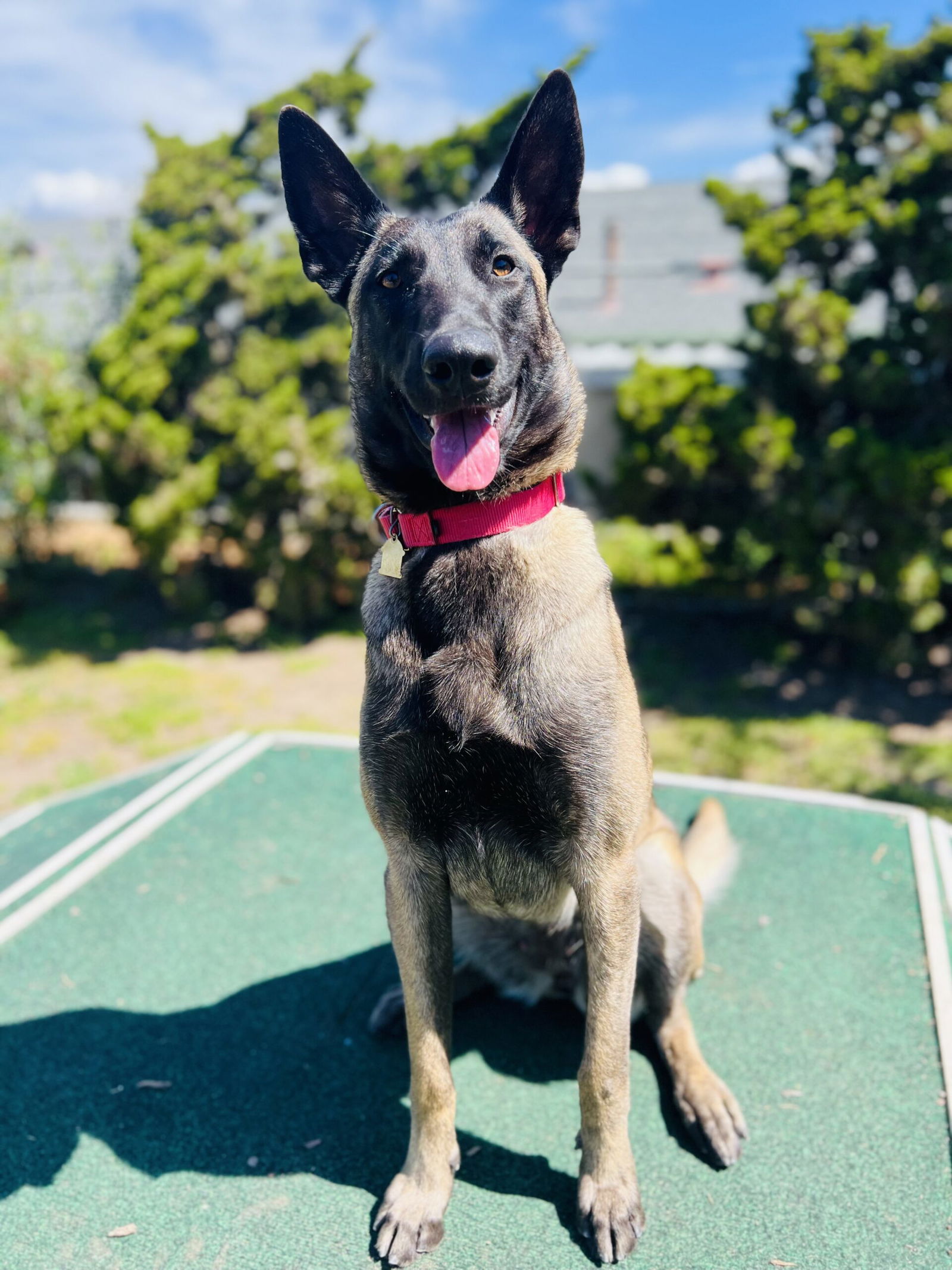 adoptable Dog in Seal Beach, CA named Nettie