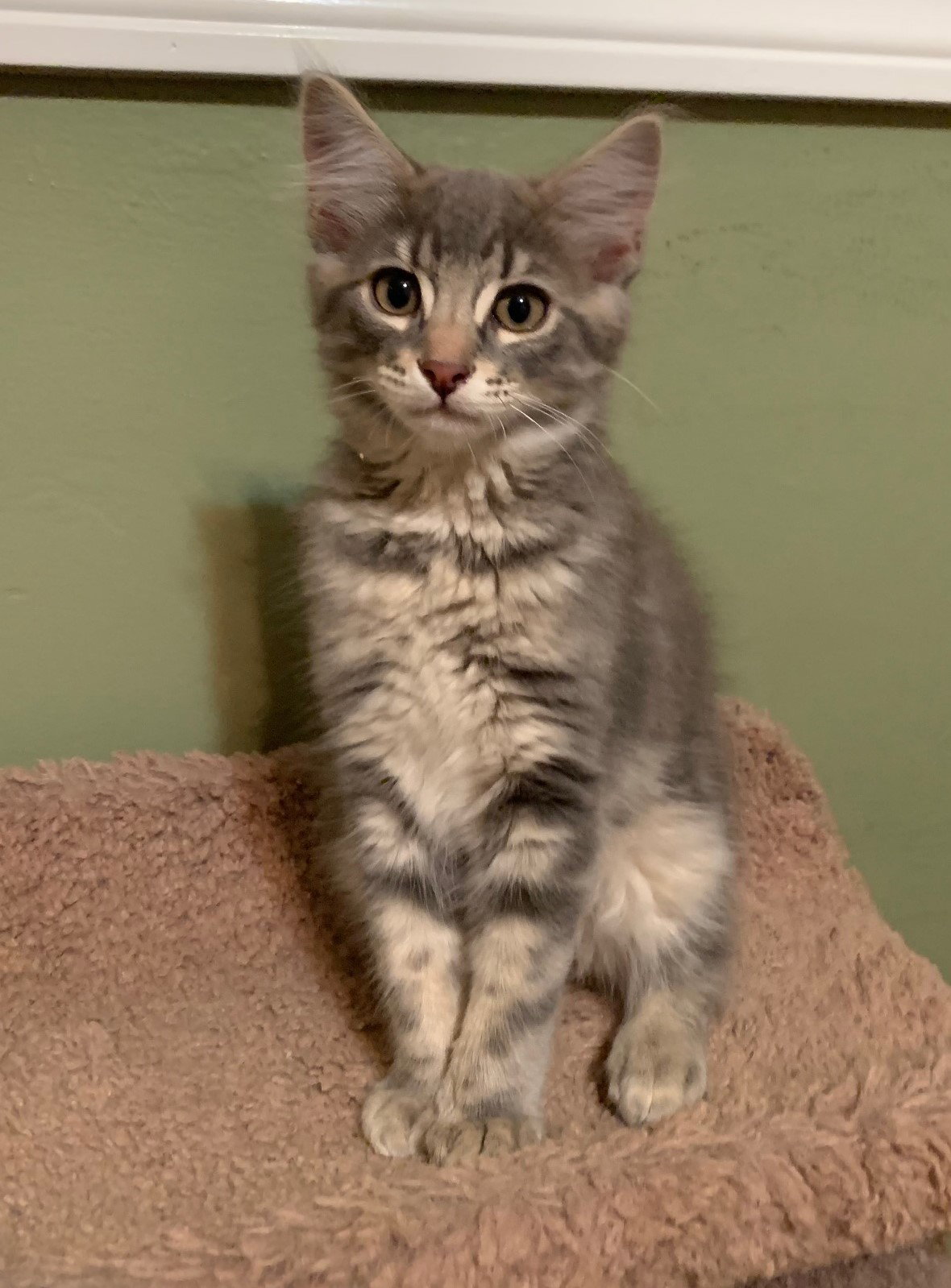 Cats for Adoption in Laguna Niguel, California Alpha Paw