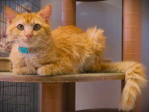 PHOENIX - Domestic Medium Hair available for adoption
