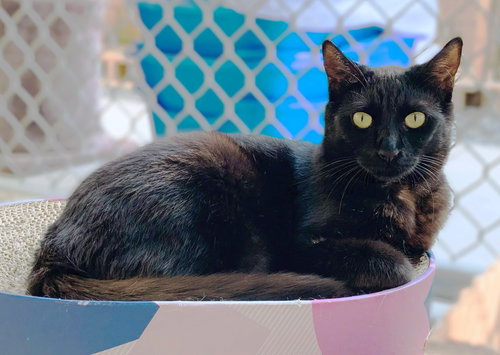 picture of the cat needing adoption