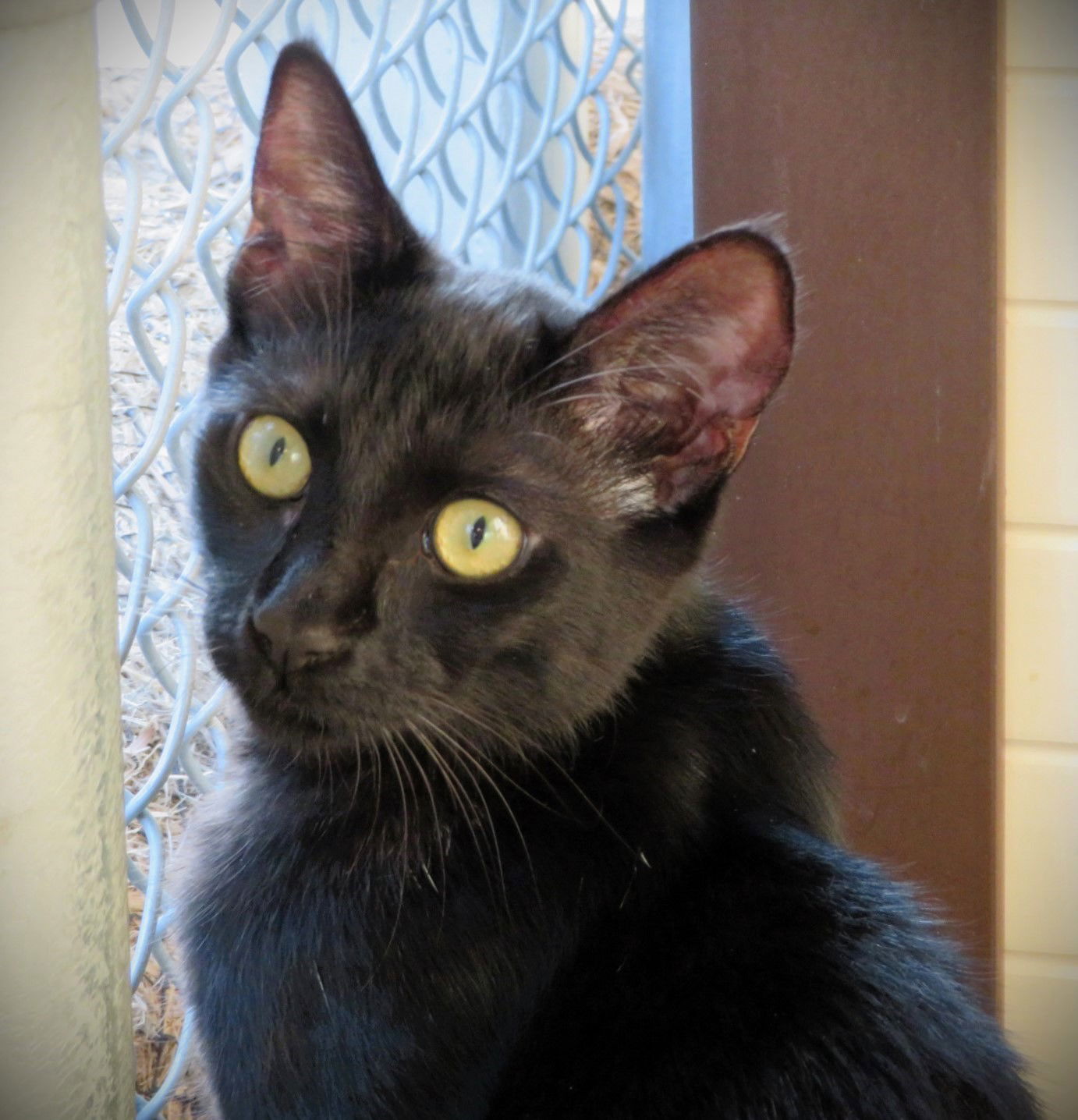 adoptable Cat in Seal Beach, CA named Orbit