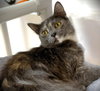 Pearl - Photo 2