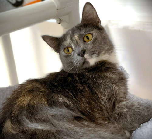 PEARL - Domestic Short Hair / Tortoiseshell available for adoption