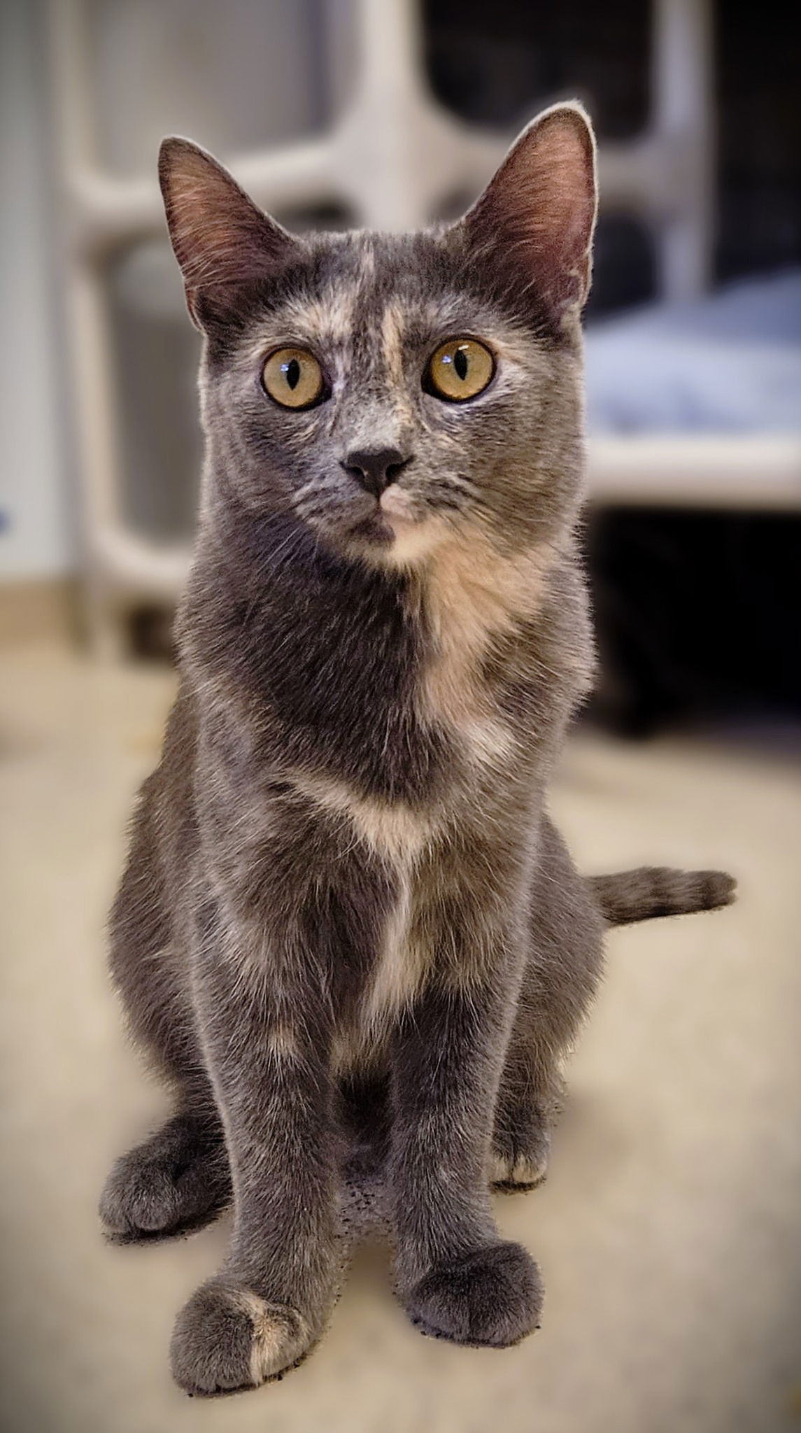 adoptable Cat in Seal Beach, CA named Pearl