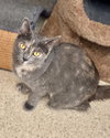 Pearl - Photo 3