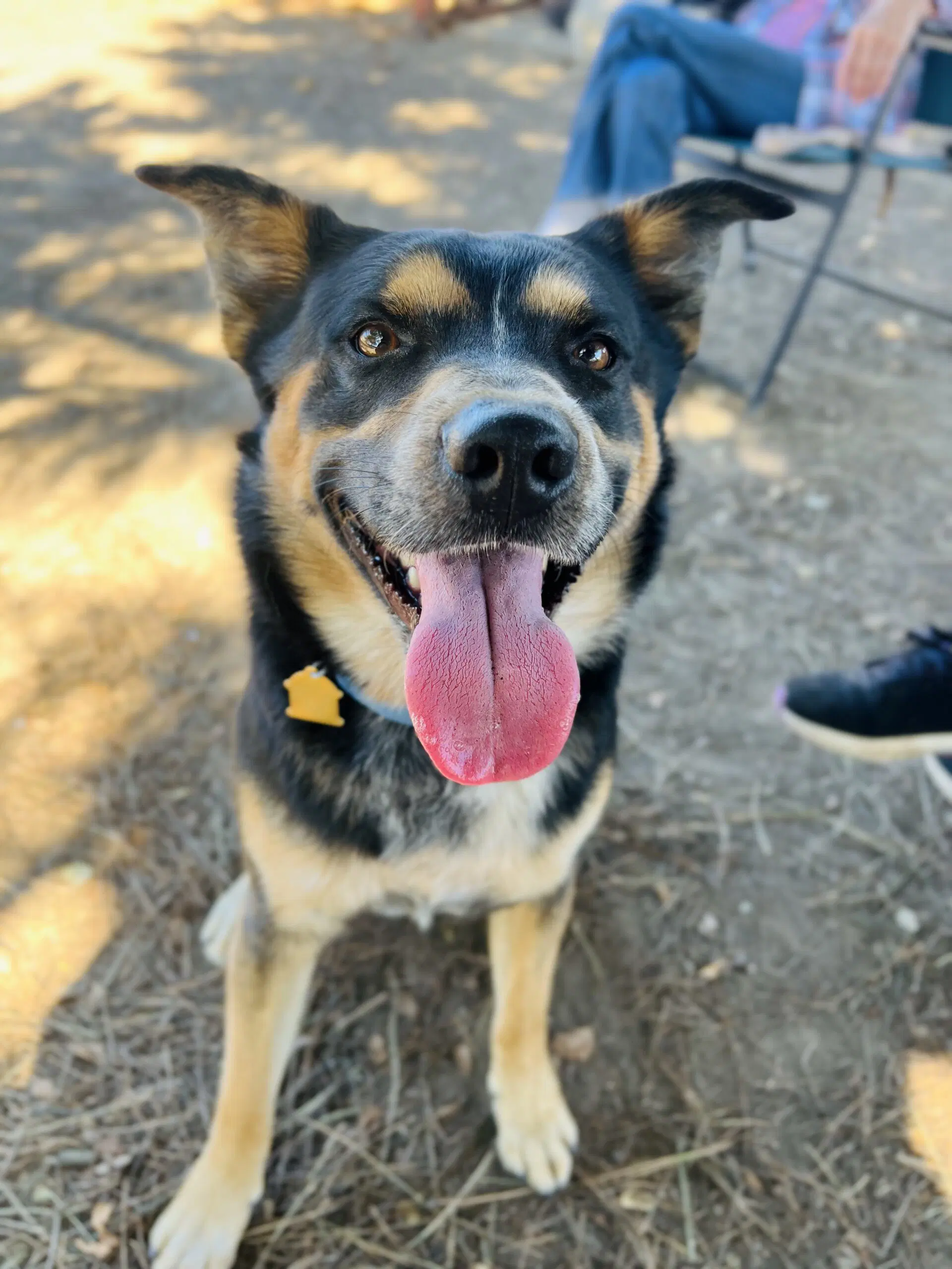 Bowser - Australian Shepherd