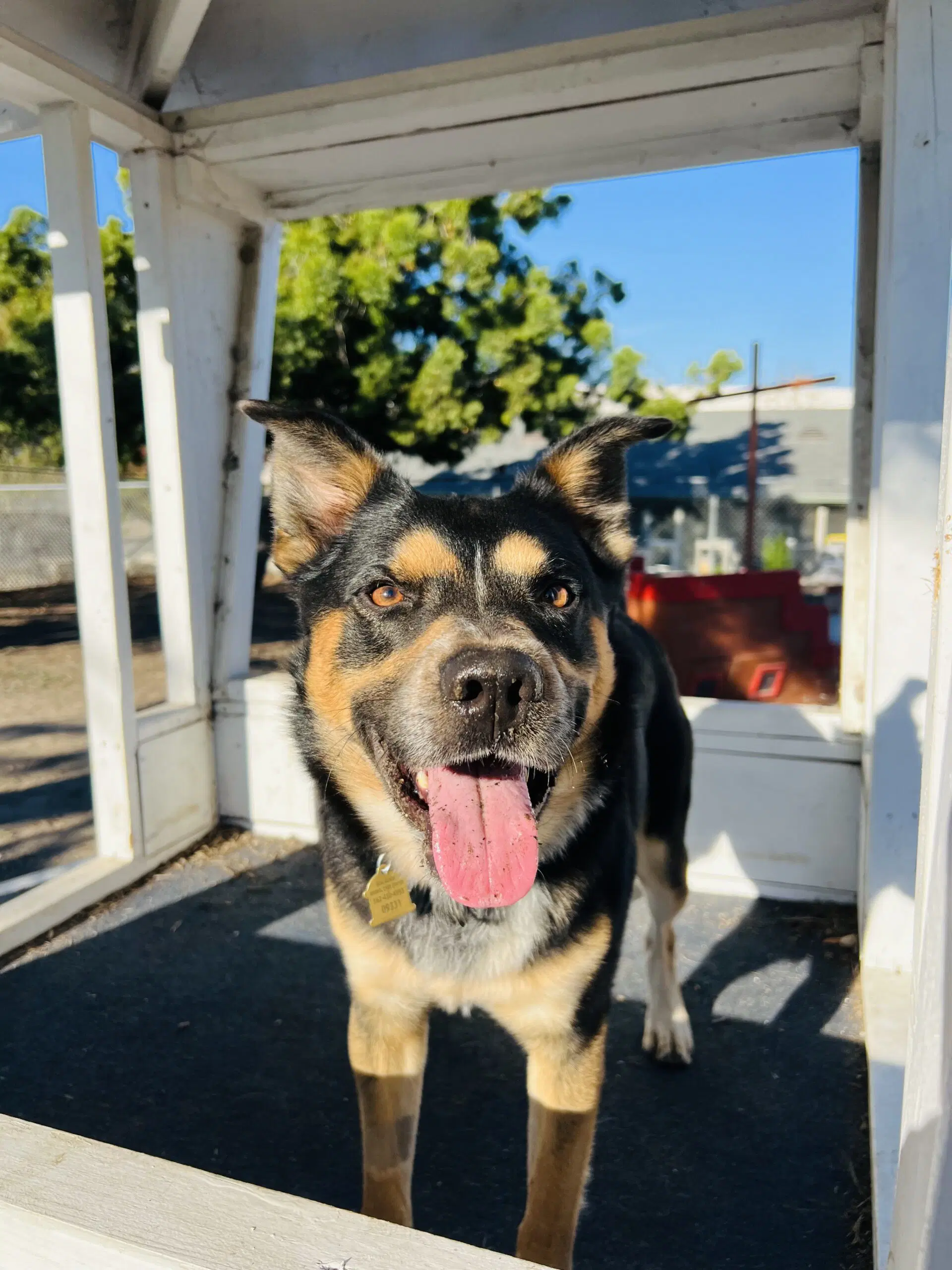 Bowser image 2
