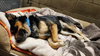 Bowser - Photo 3