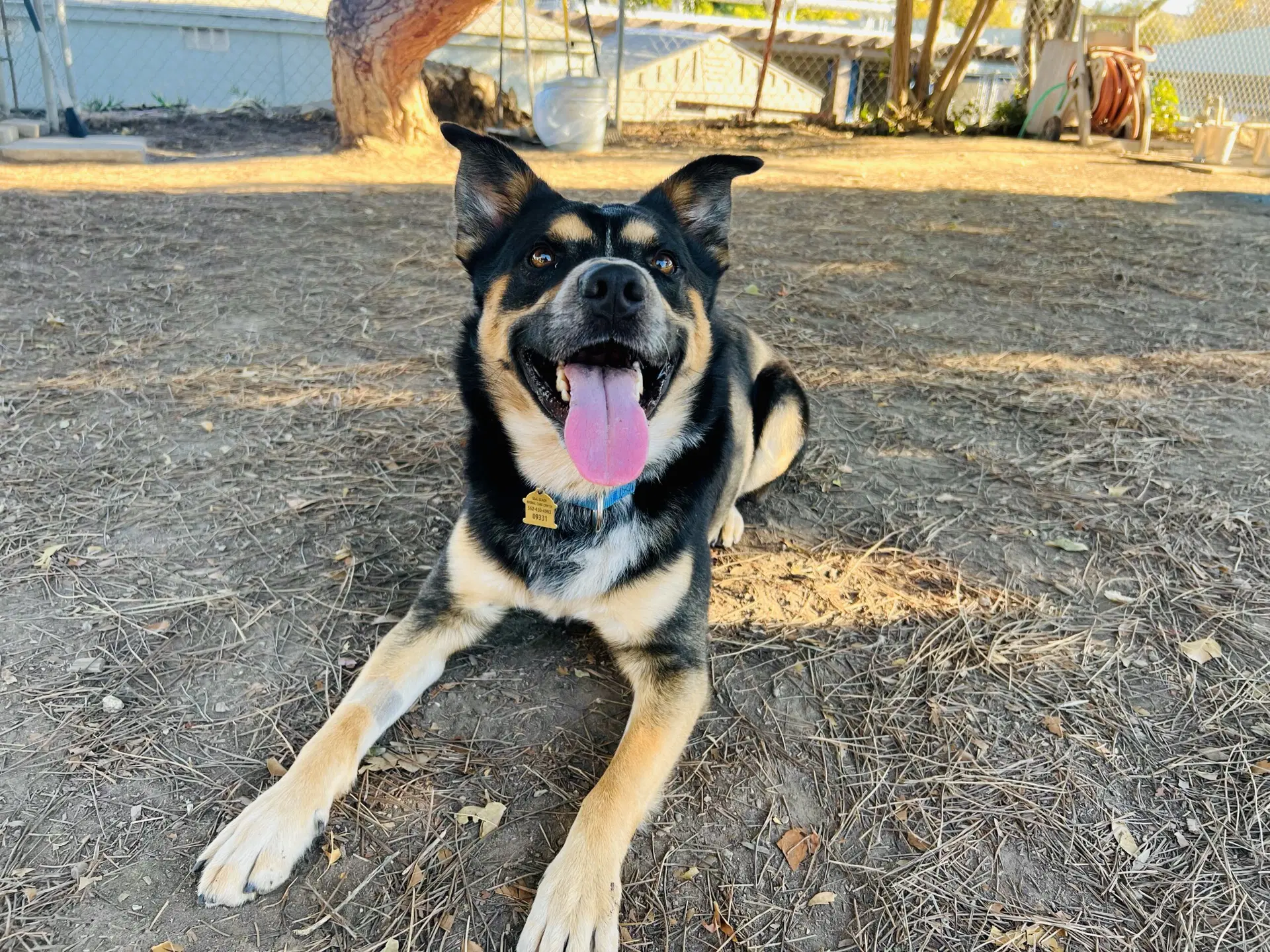 Bowser image 4