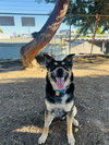 Bowser - Photo 5