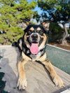 Bowser - Photo 6
