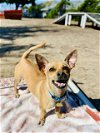 adoptable Dog in seal beach, CA named Charlie
