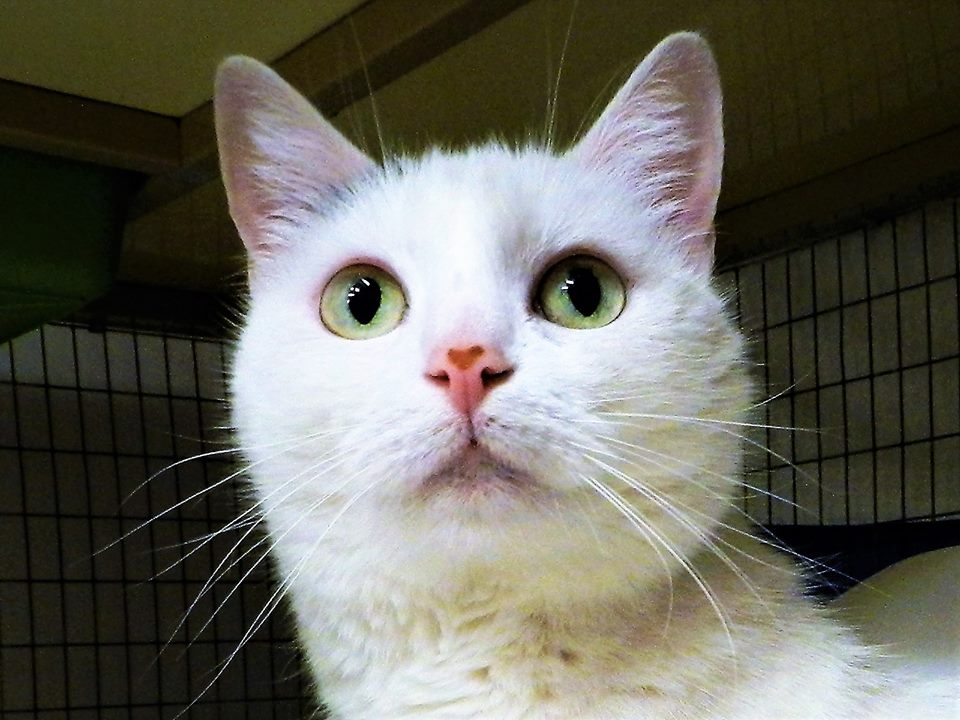 adoptable Cat in Seal Beach, CA named Snowy