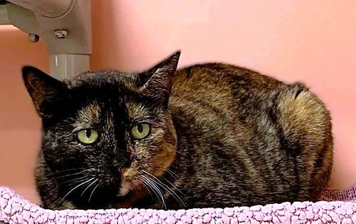 picture of the cat needing adoption
