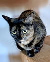 adoptable Cat in Seal Beach, CA named Harley