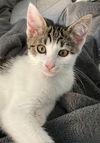 adoptable Cat in Seal Beach, CA named Kitten Clover