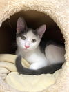 adoptable Cat in Seal Beach, CA named Kitten Wilson