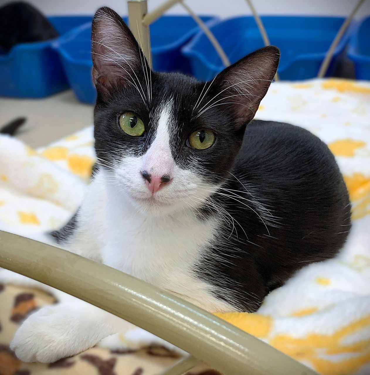 adoptable Cat in Seal Beach, CA named Snickers