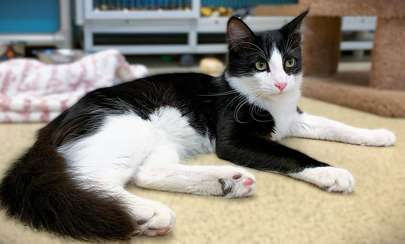 adoptable Cat in Seal Beach, CA named Sammy