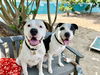 adoptable Dog in Seal Beach, CA named Bronson and Hardy