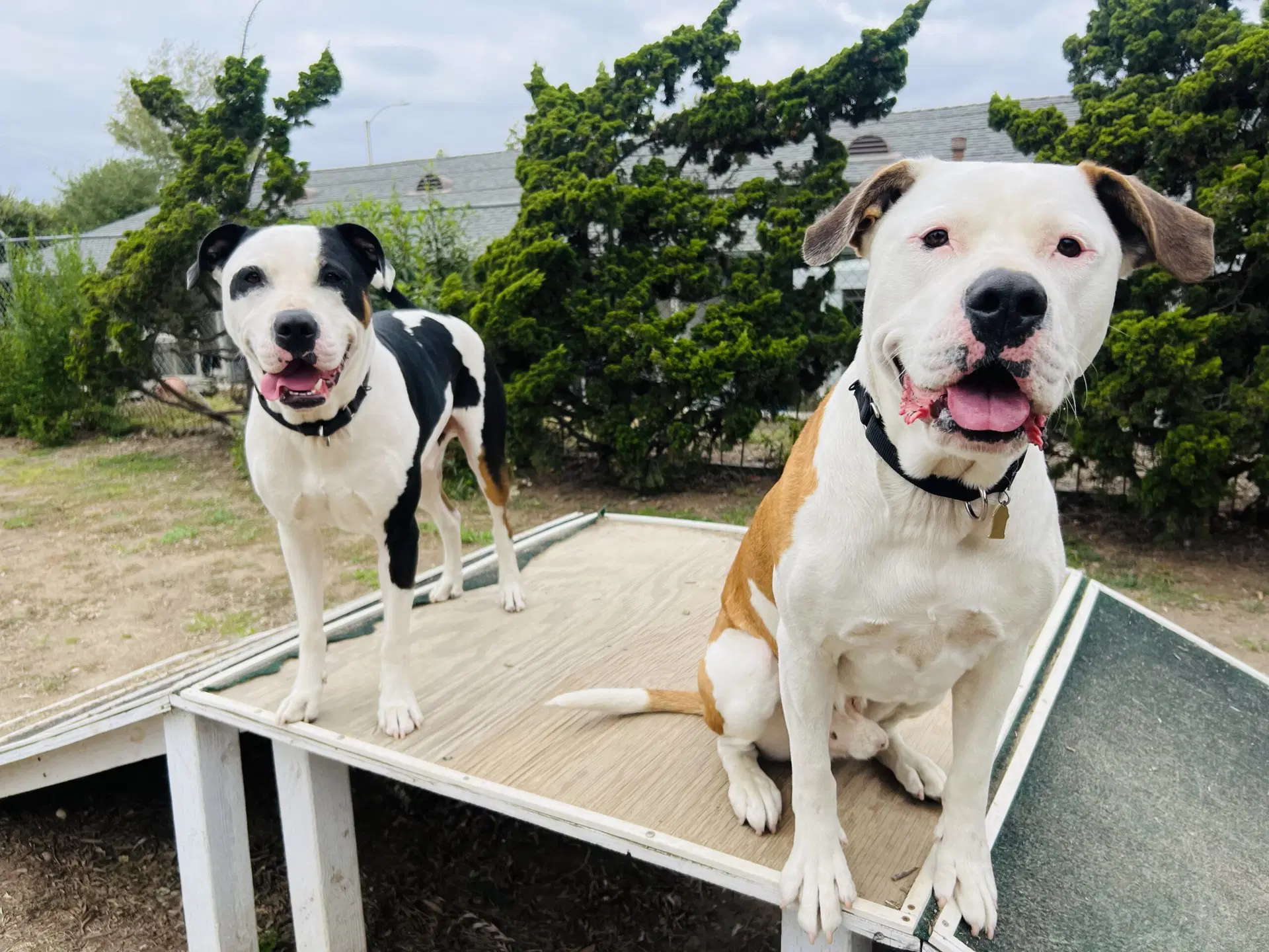 Bronson And Hardy image 4