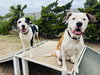Bronson and Hardy - Photo 4