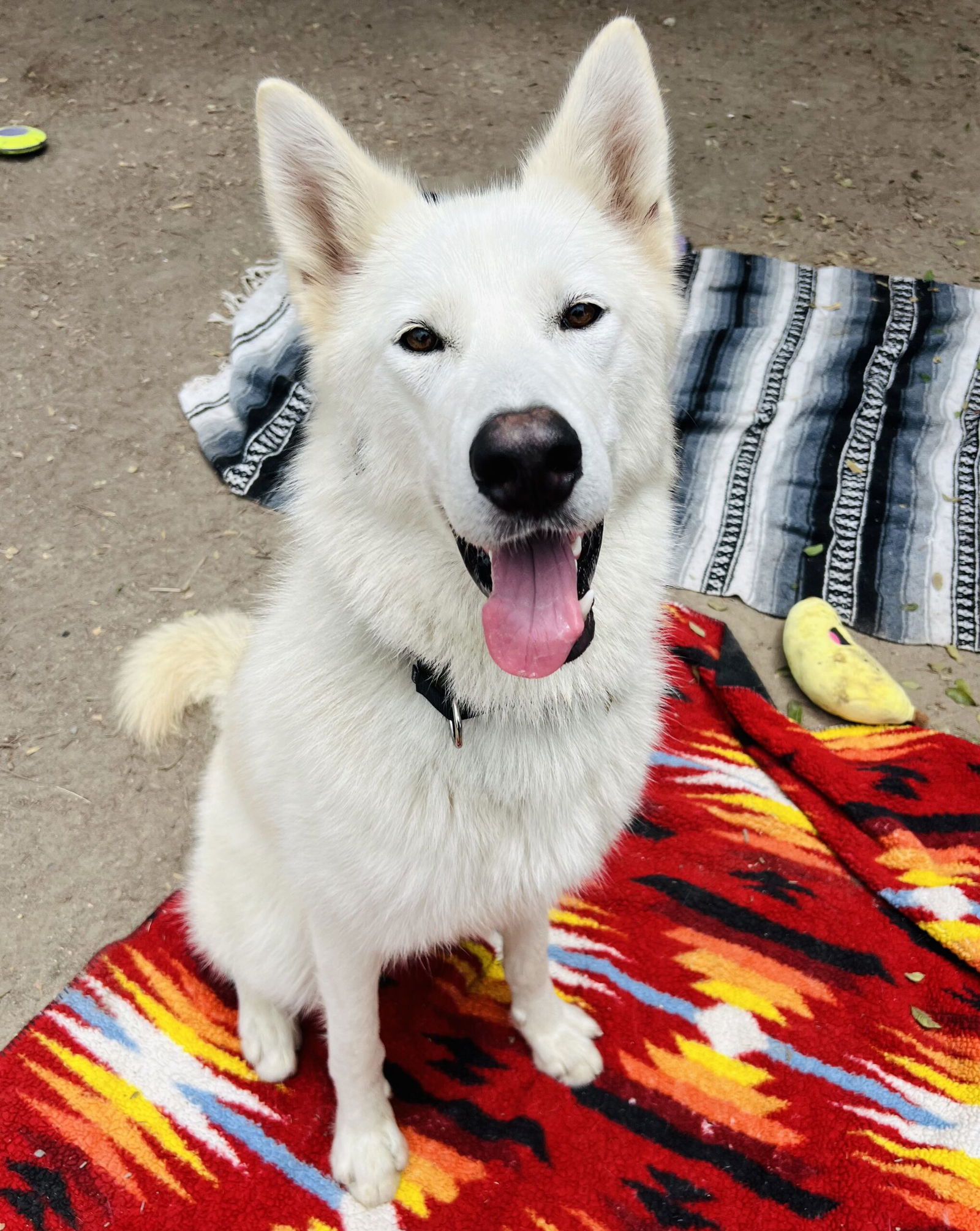 adoptable Dog in Seal Beach, CA named Freya