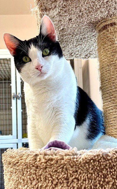 LEMORE - Domestic Short Hair available for adoption