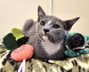 adoptable Cat in Seal Beach, CA named Kitten Yuki