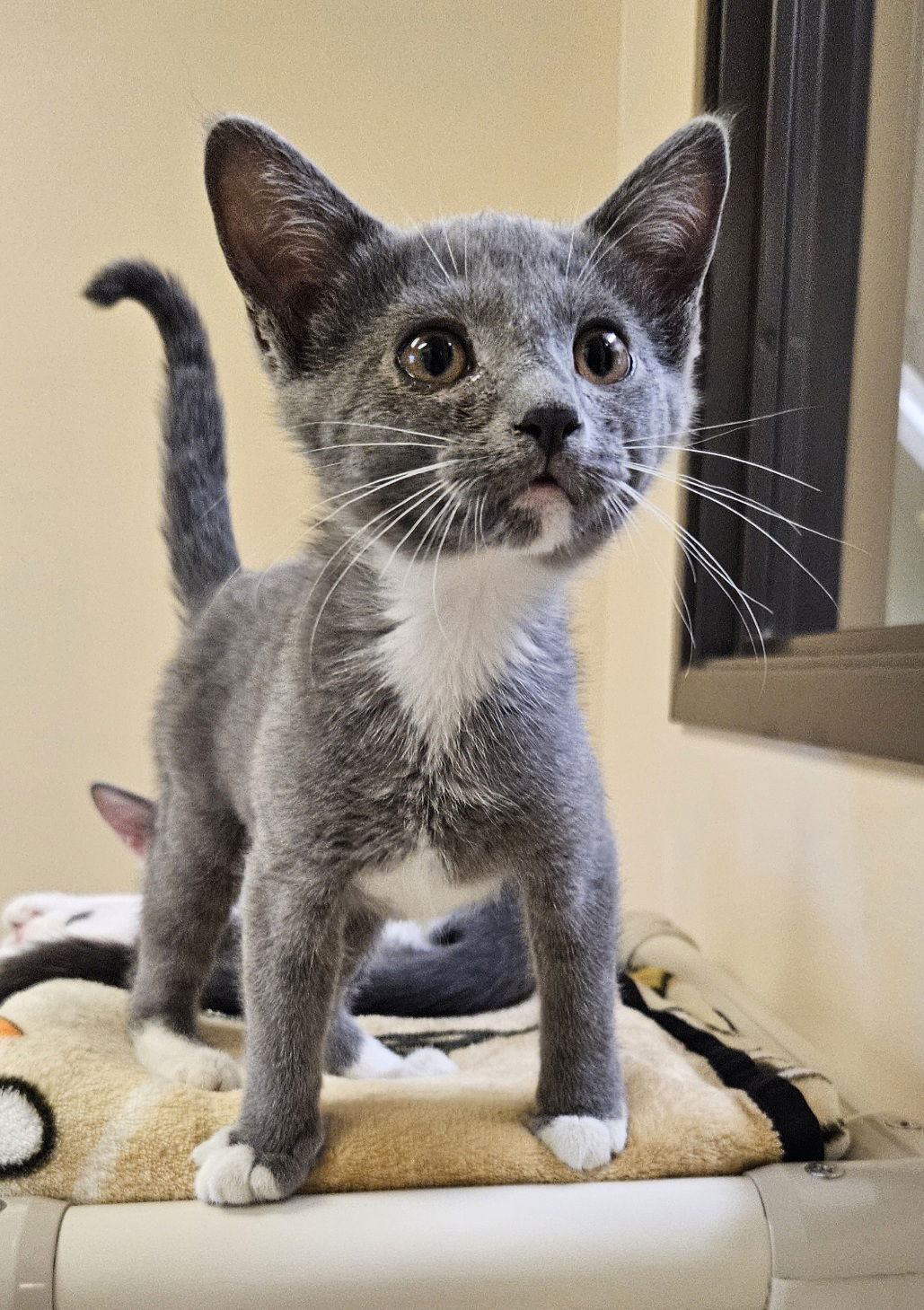 adoptable Cat in Seal Beach, CA named Kitten Yuri