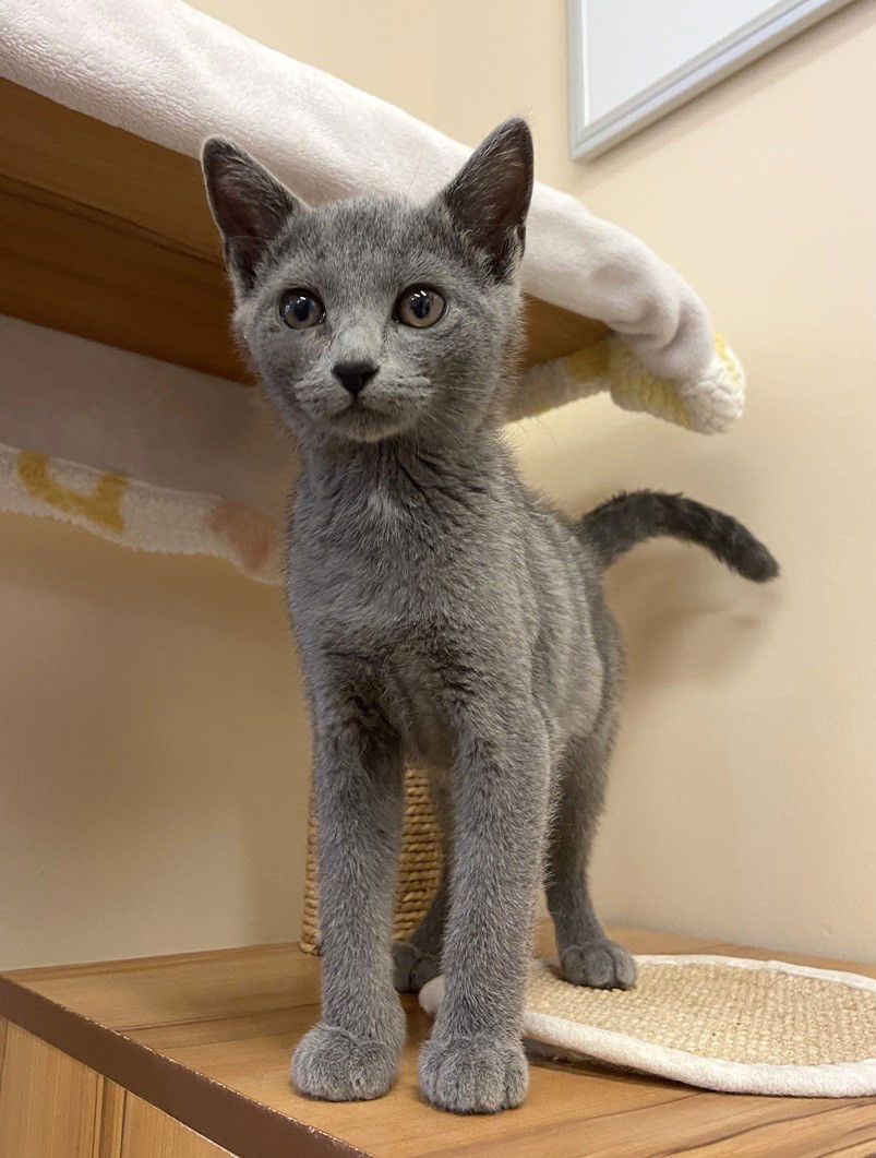 adoptable Cat in Seal Beach, CA named Kitten Yuna