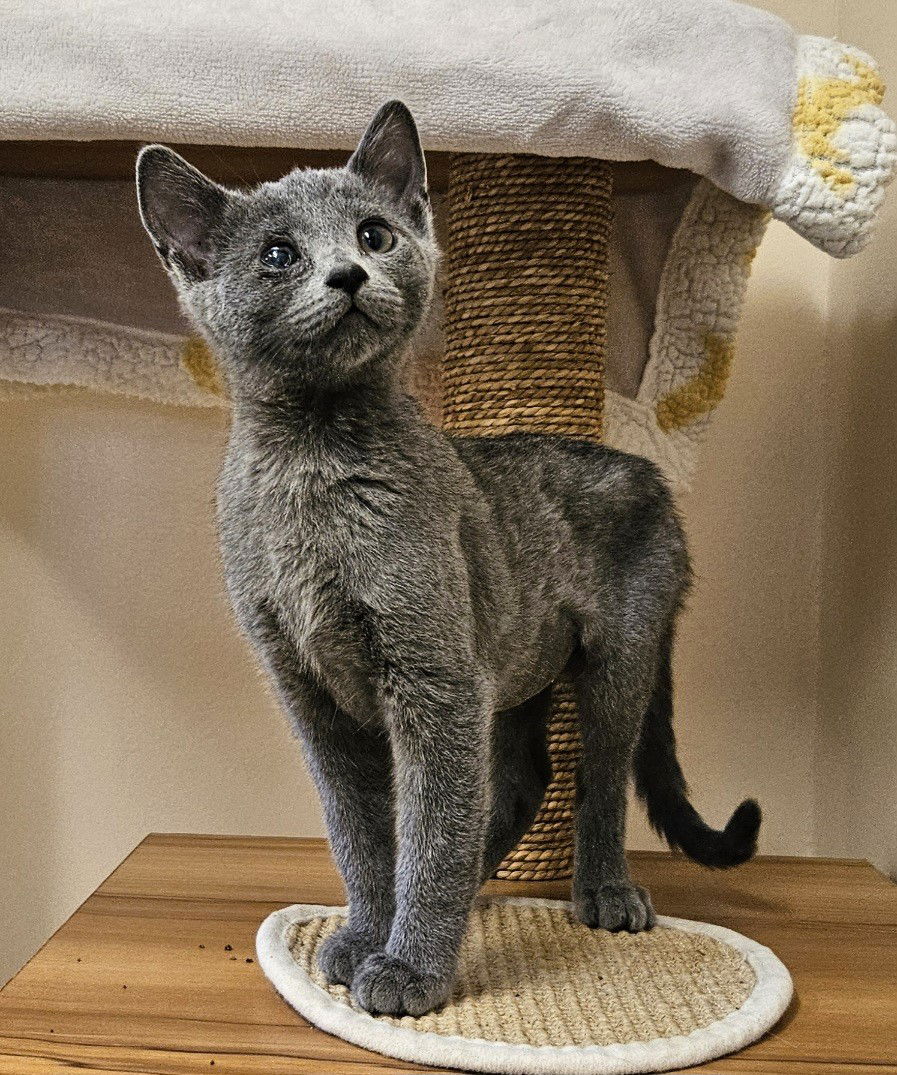 adoptable Cat in Seal Beach, CA named Kitten Yuzuki