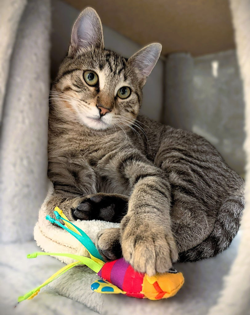 adoptable Cat in Seal Beach, CA named Kitten Lucy