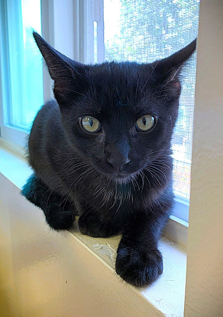 adoptable Cat in Seal Beach, CA named Kitten Panini