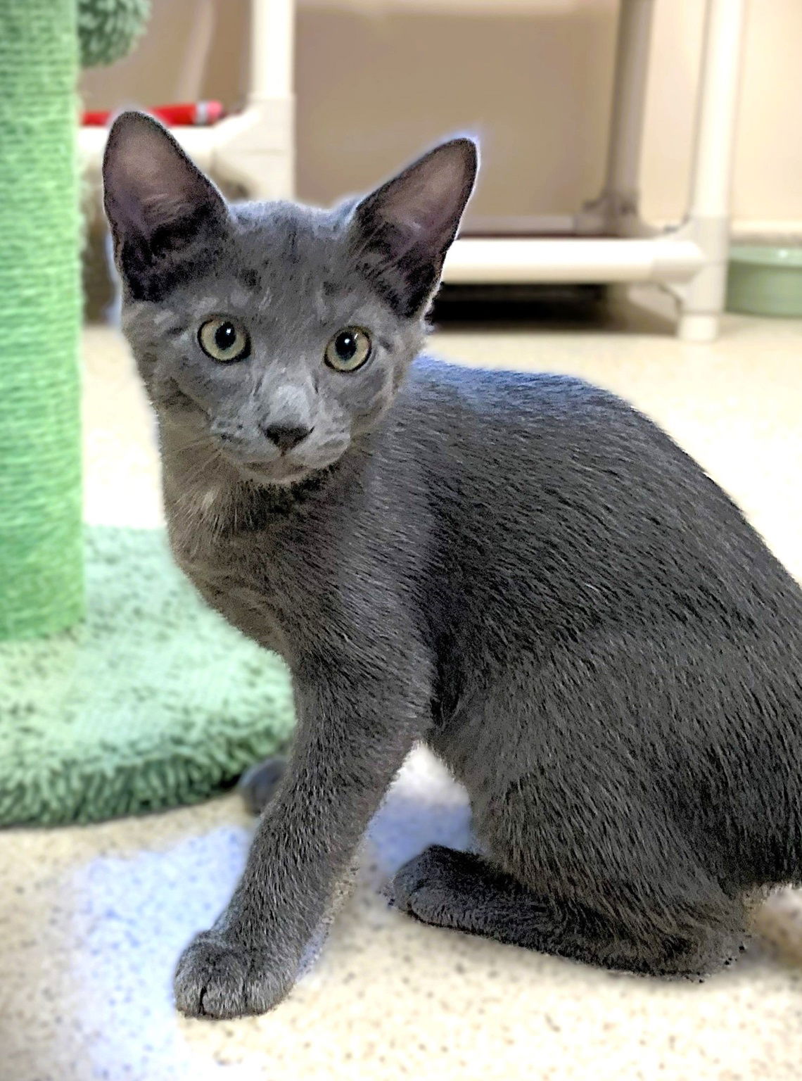 adoptable Cat in Seal Beach, CA named Kitten Pupusa