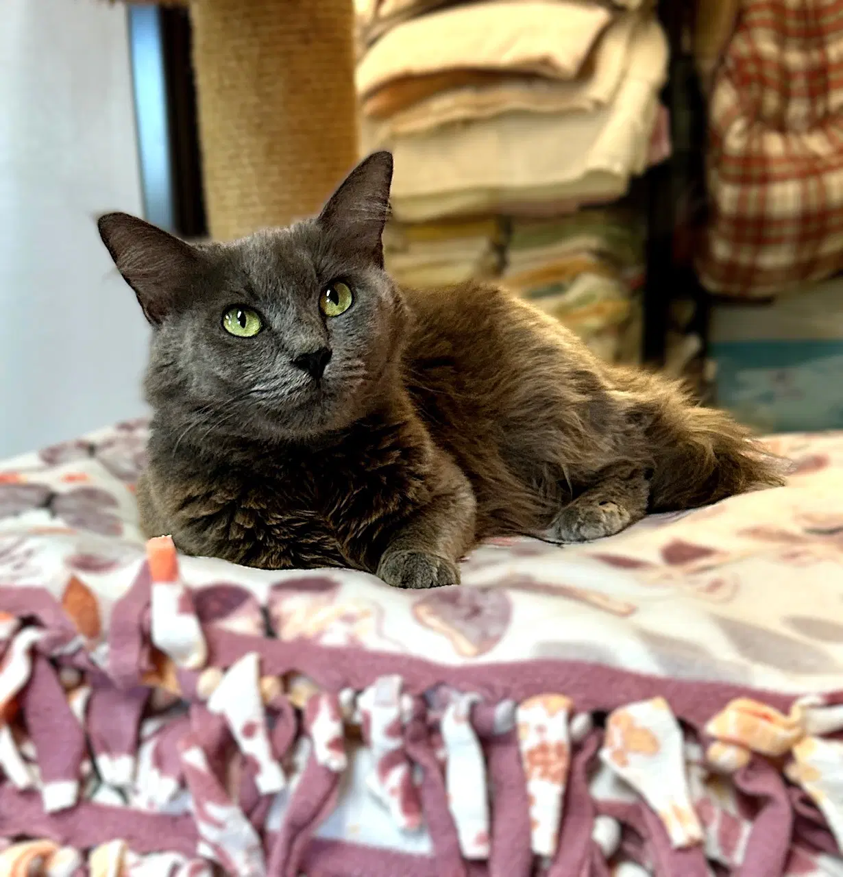 Margaret Mary - Domestic Long Hair