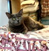 adoptable Cat in Seal Beach, CA named Margaret Mary