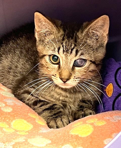 adoptable Cat in Seal Beach, CA named Kitten Deluxe