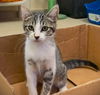 adoptable Cat in Seal Beach, CA named Kitten Aspen