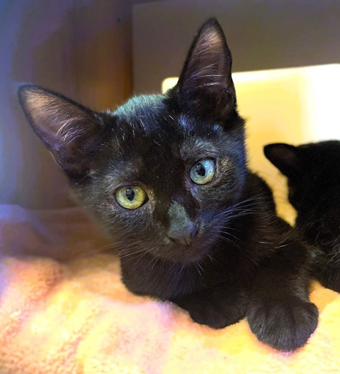 adoptable Cat in Seal Beach, CA named Kitten Terry