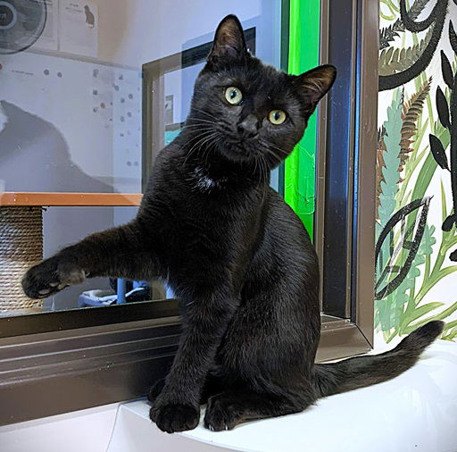 adoptable Cat in Seal Beach, CA named Kitten Noir