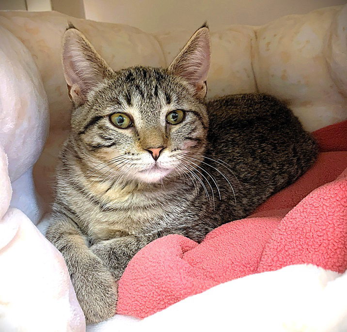 adoptable Cat in Seal Beach, CA named Kitten Willa