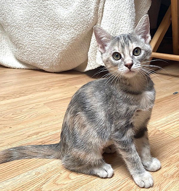 adoptable Cat in Seal Beach, CA named Kitten Fury