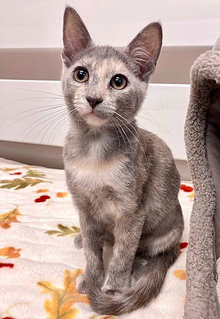 adoptable Cat in Seal Beach, CA named Kitten Honey