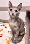 adoptable Cat in  named Kitten Honey