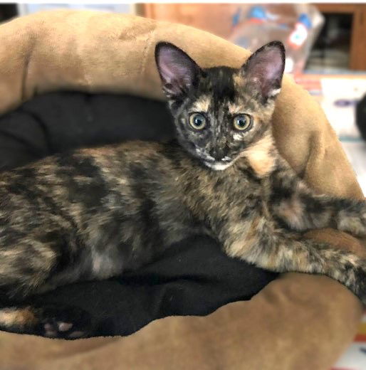 adoptable Cat in Seal Beach, CA named Kitten Helga