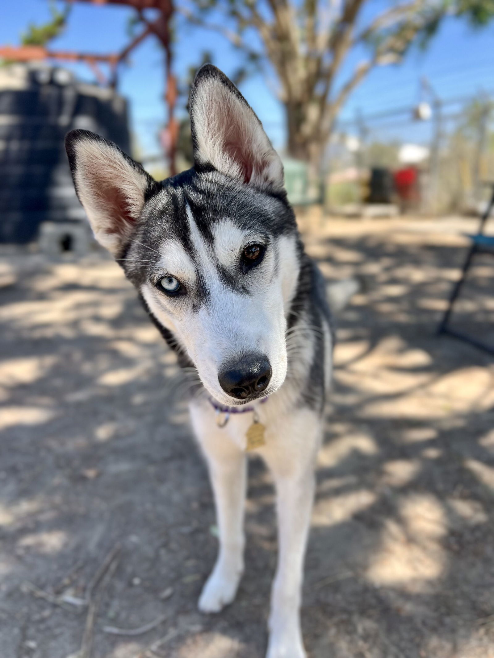 adoptable Dog in Seal Beach, CA named Liberty